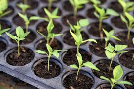 Tips Memulai Pembibitan Cabe yang Sukses